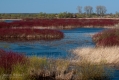 034_Biebrza - kwiecien 2010